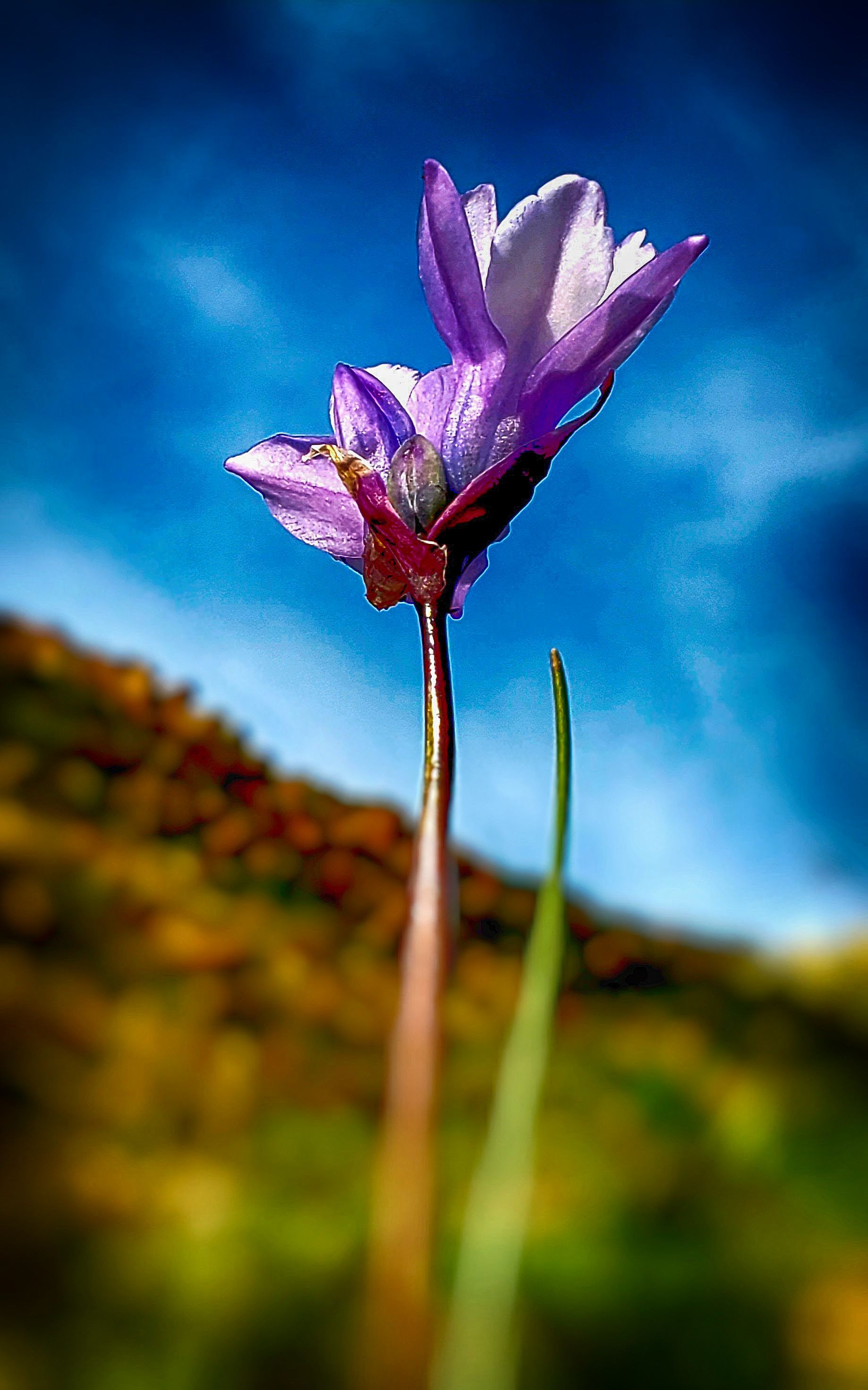 Table Mountain Bluedicks